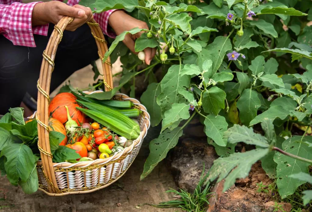 no meal plan needed to feed your family with growing a garden